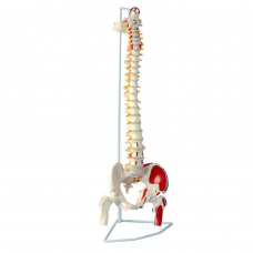 Flexible Vertebral Column with Femur Head, Muscle Insertions Removable Sacral Crest